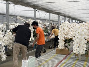ハナユイでお届けしている胡蝶蘭の生産農場